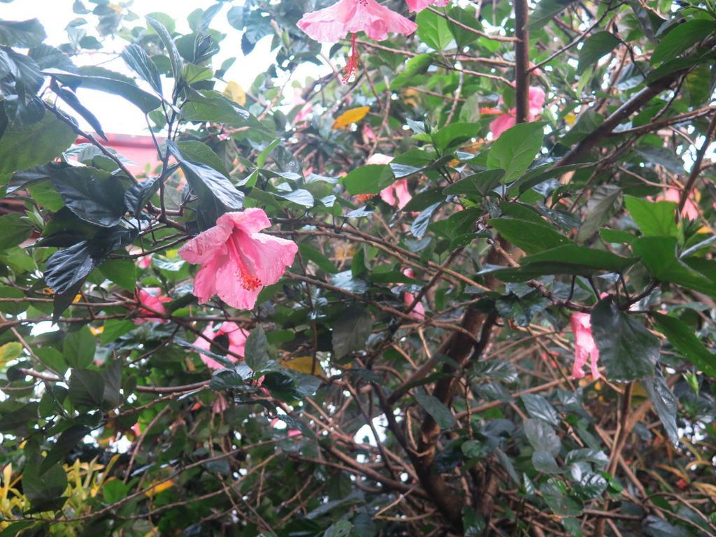 Hostel Y Posada Colibri プエルト・イグアス エクステリア 写真